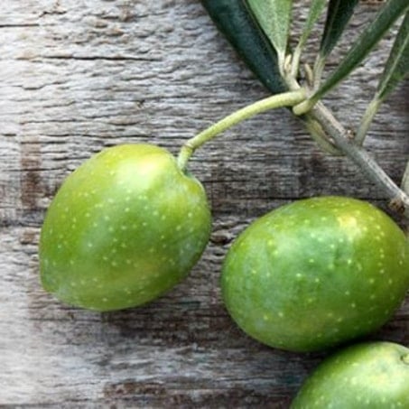 Olive